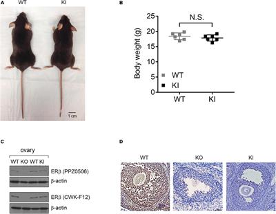 A Phosphotyrosine Switch in Estrogen Receptor β Is Required for Mouse Ovarian Function